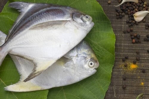 Παλομέτα: Ένα ψάρι που είναι άφθονο σε πρωτεΐνες