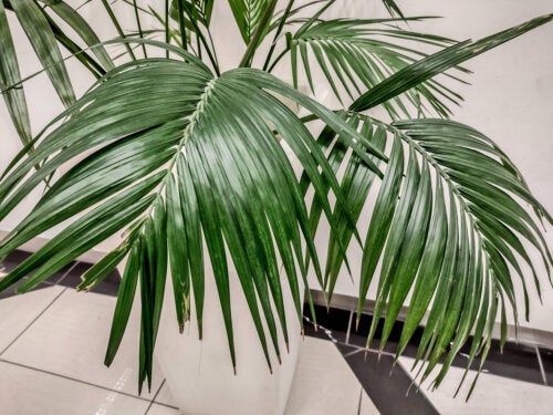 Ο φοίνικας κέντια: Ένα μεγάλο και κομψό φυτό εσωτερικού χώρου