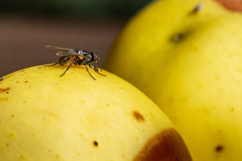 7 συμβουλές για να εξαλείψετε τις μύγες φρούτων