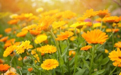 10 ανθοφόρα φυτά κήπου με πορτοκαλί λουλούδια
