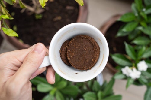 Πώς να χρησιμοποιήσετε αλεσμένο καφέ στα φυτά σας