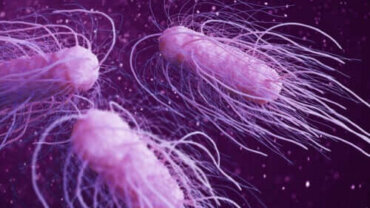 Εννέα από τα πιο επιβλαβή βακτήρια για τον άνθρωπο